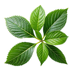 Green Leaves Plant With Serrated Edges Isolated in Black