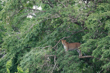 A leopard stands on a tall branch looking for potential prey.