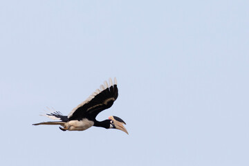 A malabar pied hornbill in flight on a clear day with blue skies. 