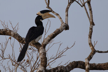 A malabar pied hornbill is photographed resting on a tree in Kumana game reserve. © Migara