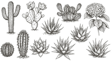 Vintage hand-drawn illustrations feature cactus and succulents in an engraving style, with sketches of floral objects isolated on a white background for design purposes
