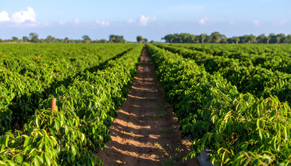 Obraz premium Lush green pepper plantations thrive, showcasing the agricultural landscape and the famous Kampot pepper.
