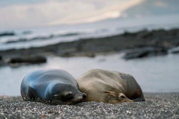 Sea Lions Cuddle 