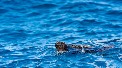 Fototapeta premium Marine Iguana