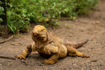 Land Iguana