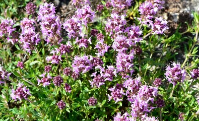 Medicinal plants and flowers. Thyme photos.
