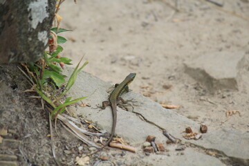 green lizard basking on rocks