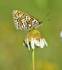 wildlife photos. photos of butterflies in natural areas.