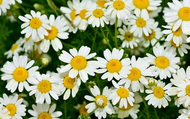 Obraz premium flowers growing in rural areas. wild white daisy photos.