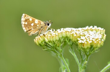 wildlife photos. photos of butterflies in natural areas.