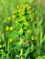 pictures of wild plants, medicinal flowers. photos of spurge flowers.