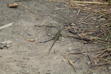 green lizard basking on rocks