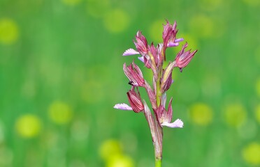 images of wild plants and flowers. wild orchid photos.