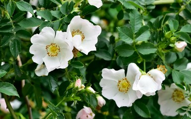 Natural flowers growing in rural areas. rosehip flower photos.