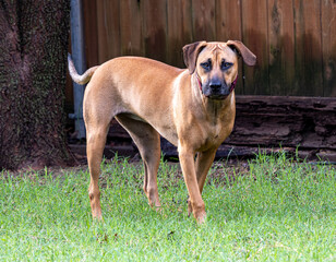 portrait of a black mouth cur dog