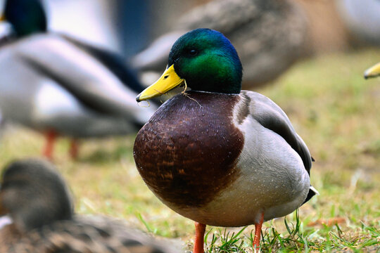 male mallard duck