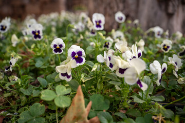 spring flowers in the park
