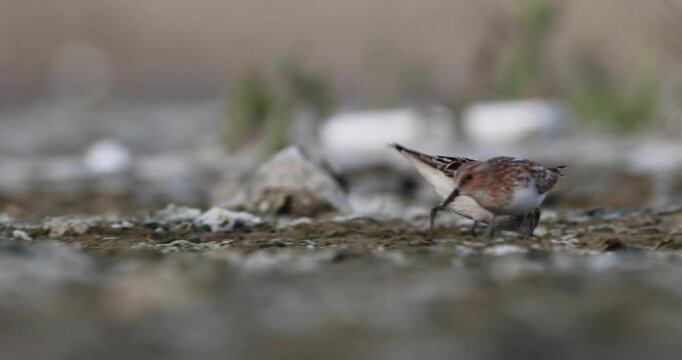 Little Stint (Calidris minuta) Feeding in Mudflat Habitat