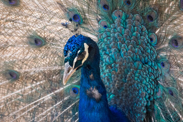 A vibrant peacock showcasing its magnificent tail feathers in full fan, displaying intricate eye...