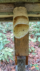 A natural nest of stingless bees attached under a wooden beam, showing bees actively moving around the entrance.