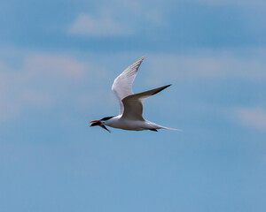Royal Tern in flight after catching a fish