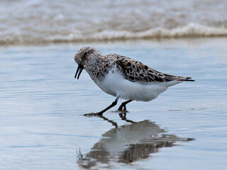Sanderling plays in the surf