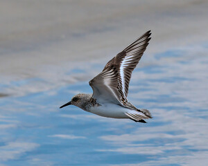 Sanderling on Sun May 4, 2025 at Jekyll Island South Beach