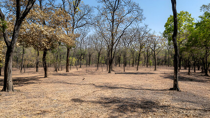Dry Forest Floor Under Sunny Sky