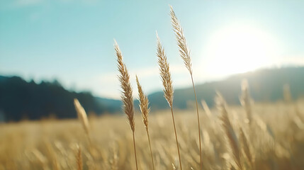 Fototapeta premium Golden Wheat Field Under Warm Sunlight