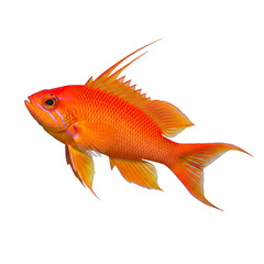 Fototapeta premium Lyretail Anthias on White Background