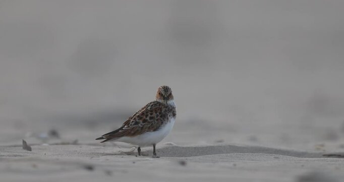 Little Stint (Calidris minuta) Preening on Sandy Beach