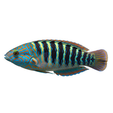 Sixline Wrasse on White Background