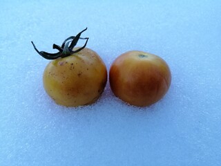 Pomodori gialli invernali verdura che cresce sulla neve in Italia