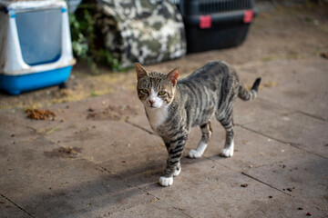 domestic cat in the street