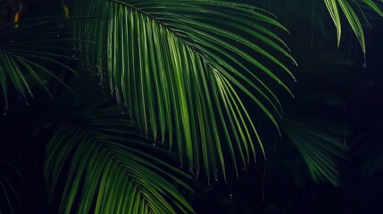 Midnight Whispers of the Tropics: Hyper-Realistic Palm Leaves Moving Gently in the Night Breeze, Immersing the Viewer in a Tranquil and Shadowed Realm of Nature’s Quiet Beauty...