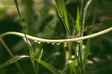 Natural green background with raindrops on the stem.