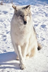 Obraz premium Female wolfdog in snow, posing