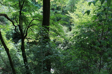 Obraz premium green subtropical forests on the Black Sea coast near Sochi
