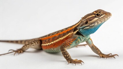 Eastern Fence Lizard on studio background
