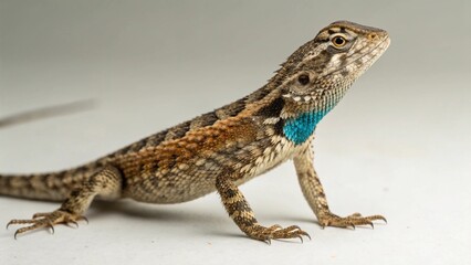 Naklejka premium Eastern Fence Lizard on studio background