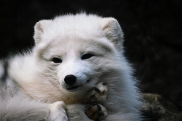 portrait of a white fox