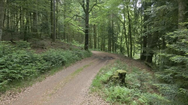 survol au raz du sol avec un drone d'un chemin forestier au milieu des arbres dans les Vosges