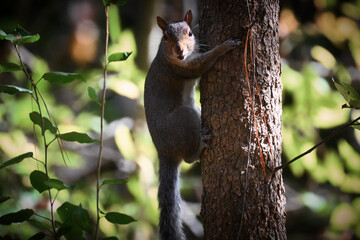 squirrel on a tree