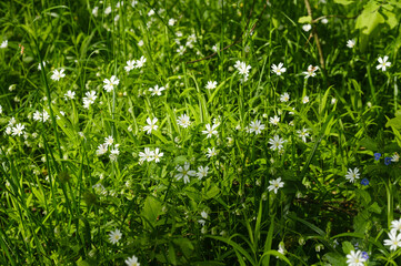 small white flowers of the forest star