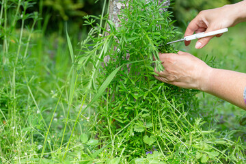 Woman cutting cleavers near tree trunk in spring garden, close up hands and scissors, harvesting wild herbal plant for tea, green leaves, sustainable foraging, rural lifestyle, seasonal gathering