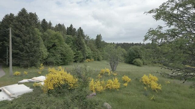 drone - survol d'une prairie d'altitude au printemps avec des genets, entour&eacute;e de for&ecirc;ts dans les Vosges