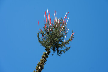 Maibaum