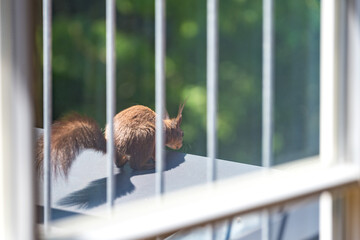 Eichhörnchen hinter Geländerstäben am Balkon