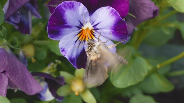 Burnet Companion Euclidia glyphica moth fluttering wings feeding on a viola flower close up stock footage