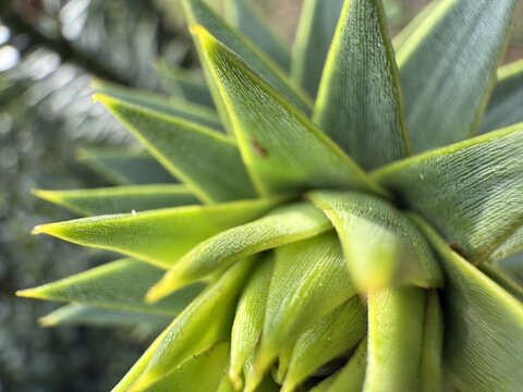 Abstract close-up of Monkey Puzzle Tree leaves with spiky tips and textured surfaces